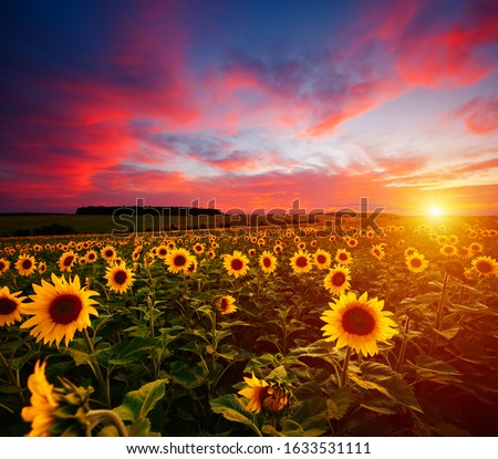 Majestic scene of vivid yellow sunflowers in the evening. Location place Ukraine, Europe. Photo of creativity concept. Agrarian industry. Perfect summertime wallpaper background. Beauty of earth.