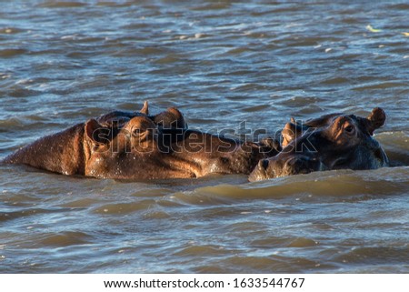 Hippos sticking their heads of the water during daytime