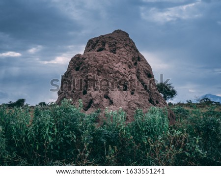 big termite mound in Tanzania