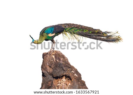 Male peacock on a rock on white background.