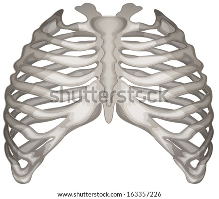 Illustration of the rib cage on a white background Royalty-Free Stock Photo #163357226