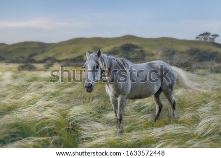 Horses graze on the field . New Zealand 