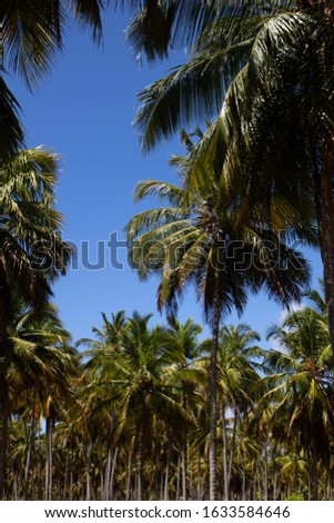 Porto de Pedras / Alagoas / Brazil. December, 1, 2019. Praia do Patacho with its coconut trees, strips of white sand and warm waters, which attract tourists from all over the world. 