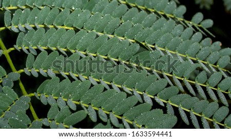 fern fronds in a natural setting