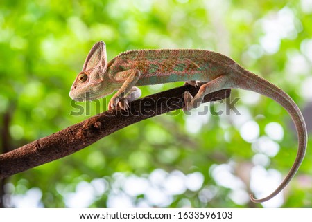 Chameleon lizard stand on wood in the garden with natural background. Macro animal photo.