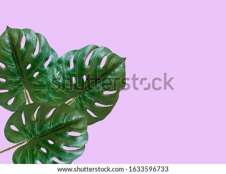 Green leaves separated from the background color  cliping part 