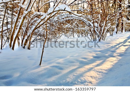 Beautiful winter forest. Winter landscape. 