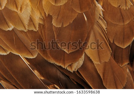 The eagle feathers, close-up pictures