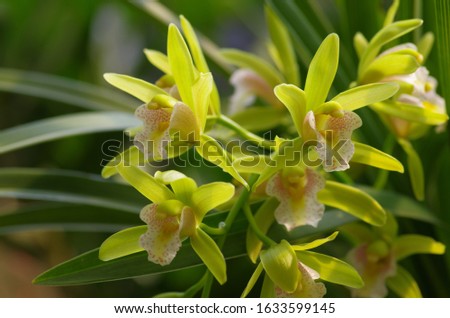 Vanilla, a beautiful orchid. Traditional green plants.