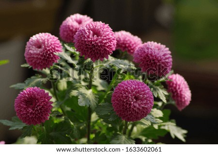 Chrysanthemum is a beautiful plant and flower.