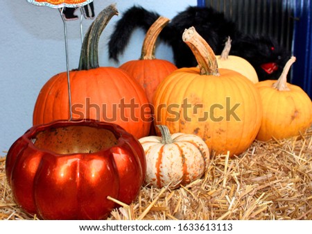 Halloween decorations on straw, with pumpkins and a cat.