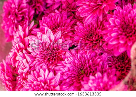 closeup beautiful flower  chrysanthemum for background.