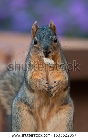 Fox Squirrel with a peanut.