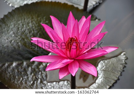 Nymphaea pink lotus flower, water lily