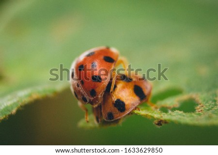 Close up of rare picture of a ladybugs couple making love on green leaf