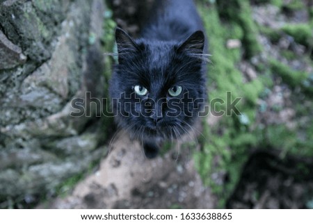 A beautiful shot of a black cat staring directly at the camera