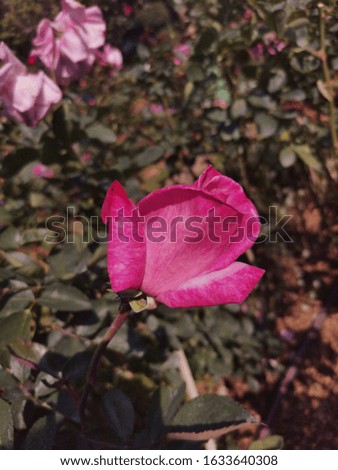 Photo of rose in park.