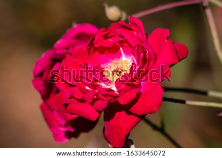 Picture of a red rose
