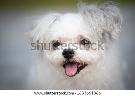 
Dog life pet photography record