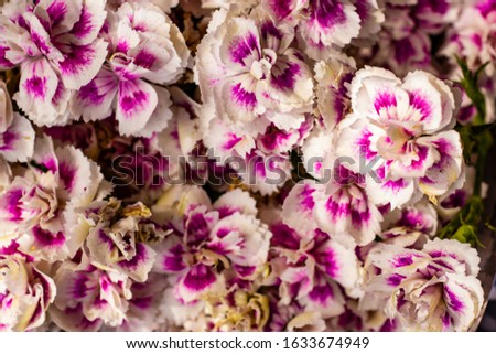 sweet william flowers bouquet close up
