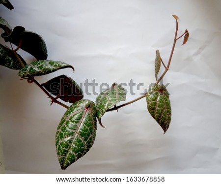 leaves of the plant in the pot and white color background