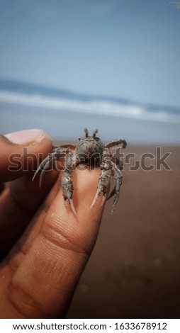 You cannot teach a crab to walk straight but they can definitely pose for a photo in front of the camera this days