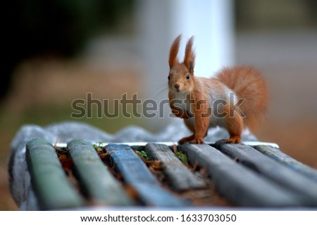 curious red squirrel in a city park