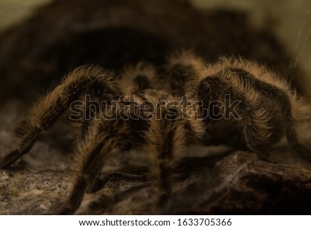 close-up spider with wool on its paws