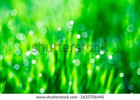 Fresh green grass, dewy light cloudy in the sun, natural blurred background.