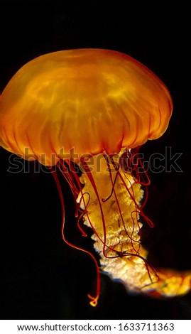 Picture of Jellyfish from Aquarium