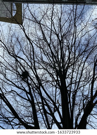 Bird nest in tree in Paris
