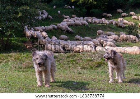 Sheep dogs guard in Carpathian Mountains. Shepherd dog with sheep on a green field