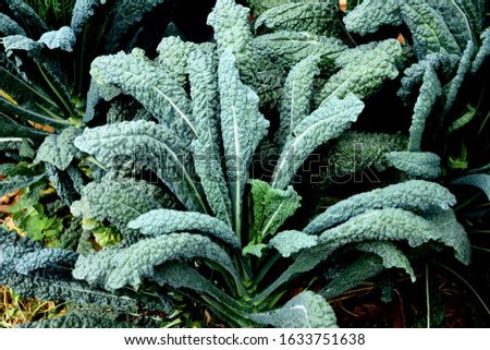 Lacinato kale.......Lacinato kale grows 60 to 90 centimetres (2 to 3 feet) tall and has dark blue-green leaves with an "embossed texture"; its taste is described as "slightly sweeter and more deli