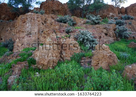 Desert grasses flourishes after rains on the ground and rocks. Baldy Top Quilpie South western Queensland.
