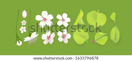 Apple and cherry flower and leaves set. Realistic blossom.