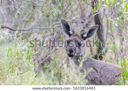 Head of a grey kangaroo, hiding behind vegetation - Fleurieu Peninsula, South Australia