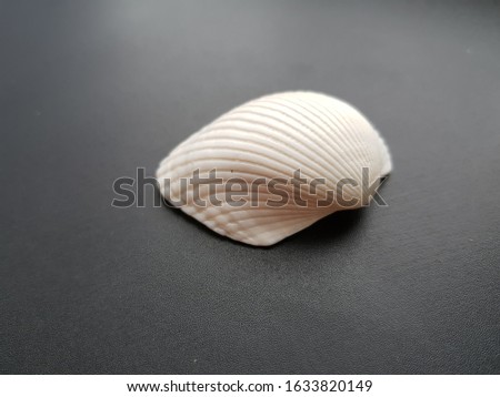 shell on a black background.