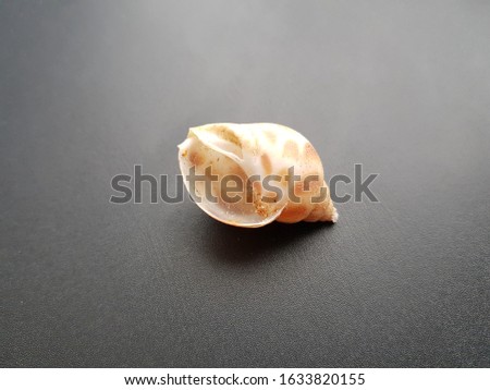 shell on a black background.