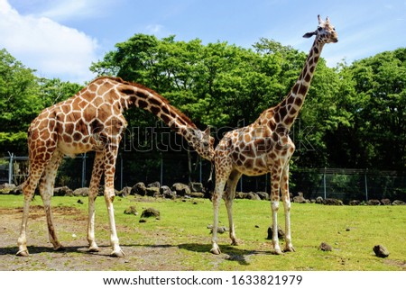 Funny animals.Two giraffes are in the wildlife park with trees and grass.
