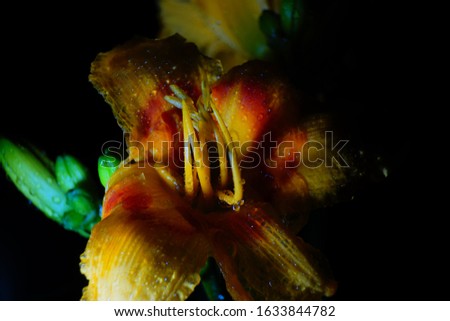 yellow phalaenopsis orchid flowers bloom blossom isolated in black macro close up photography