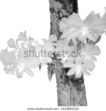 Beautiful orchids bloom on trees. It is a black and white image.