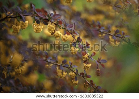 Texture of small flowers on a green background. Bright multicolored flowers illuminated by the sun, background picture