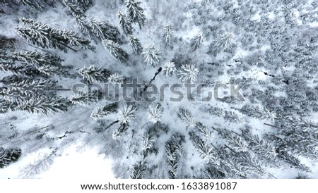 Aerial photo of snow covered treetops with water stream running through forest. Spruce, fir and pine trees in a blue tinted winter scene.