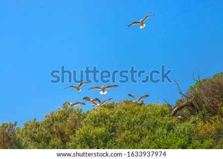 Group of seagulls flying in formation in blue sky over Penguin Island bird sanctuary in Rockingham, near Perth, Western Australia. Copy space.