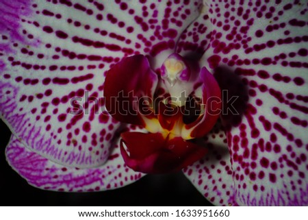 top best white purple pink red yellow orchid phalaenopsis flowers bloom blossom isolated in black home gardening paper magazines macro close up photography gift for valentine days