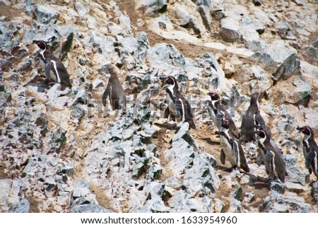 Humboldt Penguins standing lined up on a rocky cliff on Las Islas Ballestas Paracas
