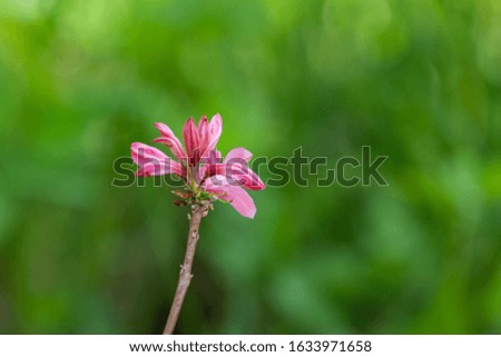 Pink buds of magnolia tree, close-up photo with selective soft focus