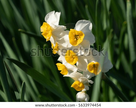 Picture of daffodils on a sunny winter day.