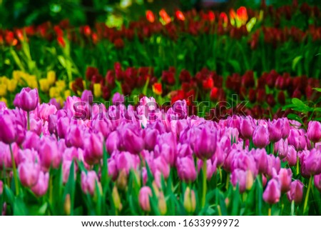Colors shading of Tulips field