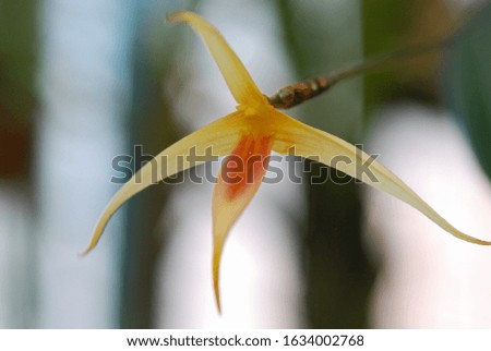 MACRO VIEW OF FLOWER OR ORCHID